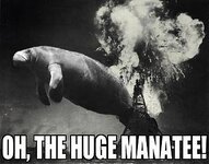 manatee.jpg