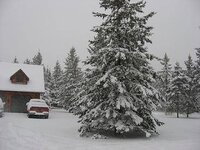 winter storm april 2008 002.JPG