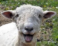 happy-sheep1.jpg