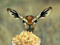 Popcorn-Deer-52.jpg