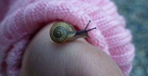 Turbo snail.jpg