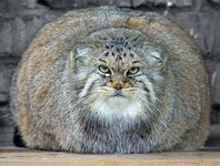 russian wild cat.jpg