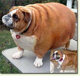 fat-dog.jpg