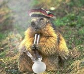 smokin beaver.jpg