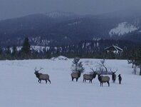 Elk near cabin 12-28-07_P1010017-sm.JPG