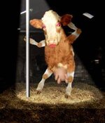 poledancingcow.jpg