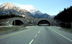 Trans Canada wildlife overpass.jpg