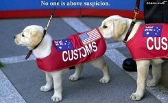 customs dogs.jpg