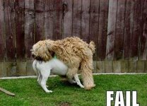 2 dog fail.jpg