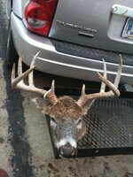 2009 Deer1.jpg