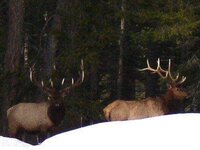 Elk4.jpg