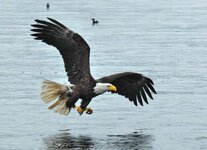 baldy coming in for lunch.jpg