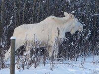 white moose.jpg