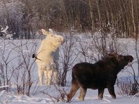 white moose (5).jpg