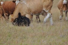 Cows & Bear 6.jpg