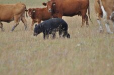 Cows & Bear 11.jpg