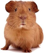 guineapigcareA.jpg