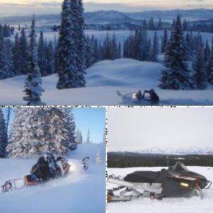 Arctic Cat