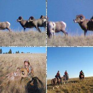 bighorn hunting 2010