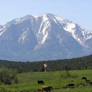 Mt Sopris Cows