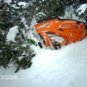 this tree actually saved the sled