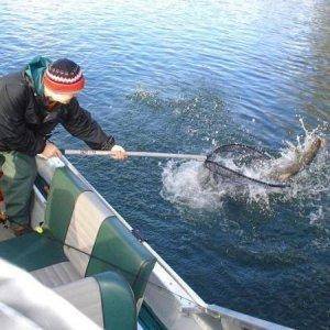 netting a hot fish!!!