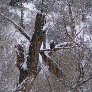 Eagle on the way to the parking lot in Colorado.