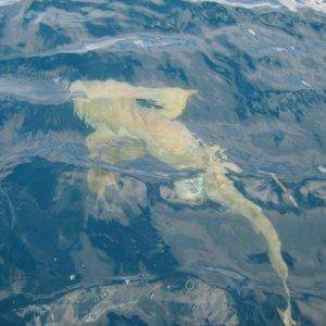 Big Daddy Nurse Shark! about 6ft