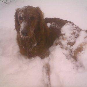 Cassidy in the snow