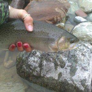 Cutthroat Trout