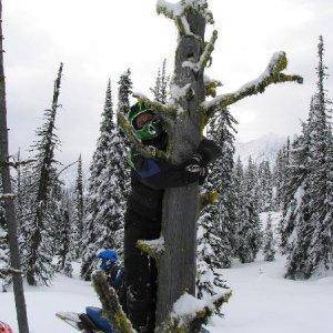 Arctic1 tree hugger