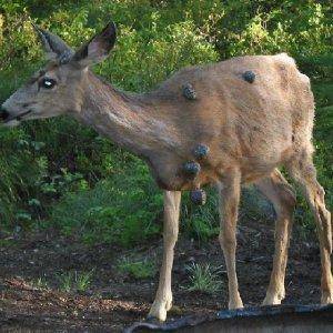 tumor deer