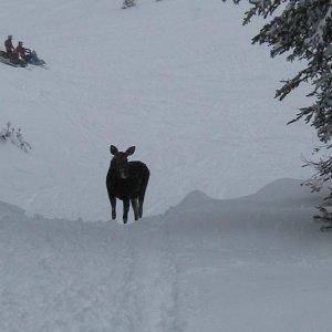 Moose blocking the trail, not caring about sleds.