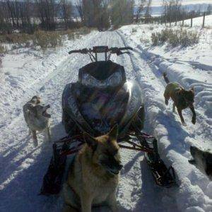 they like sleddin more than me