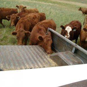 Steer scratching on the truck