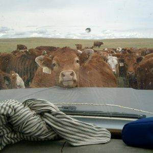 Steer looking at us in the truck