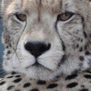 Chaka, a 10 month old Cheetah at Tenikwa