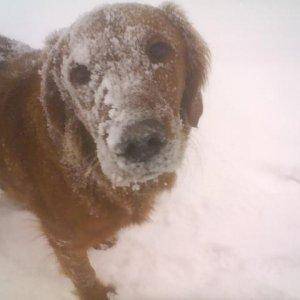 Cassidy loving the snow!