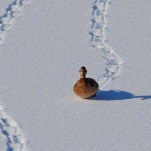 snowduck