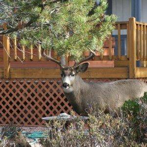 Common site by our back deck in November.