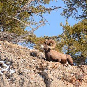 Bighorn just outside Cooke