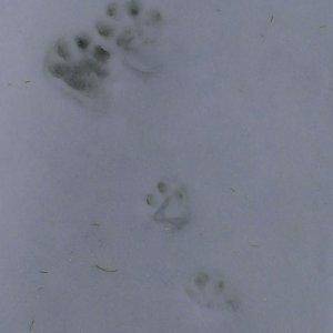 True Cat tracks.....