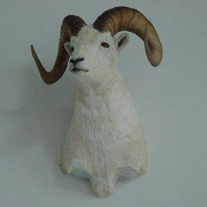 Doll Sheep