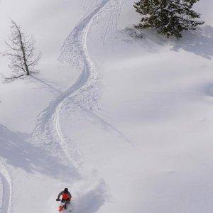 Snowest Timbersled Mountainhorse