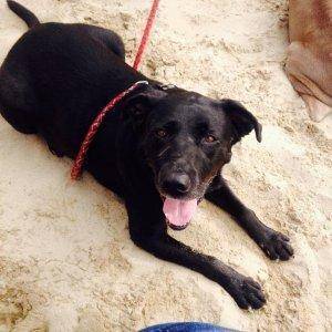 Sady dog at the dunes