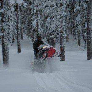 trees and powder