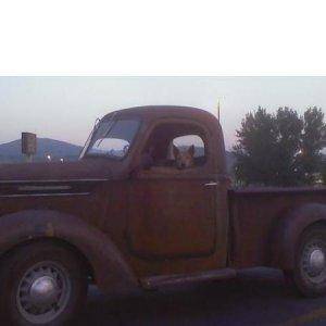 Old dogs in an old truck in the Safeway parking lot...too funny!