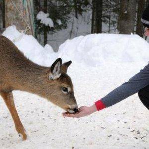 Aimee, SledGirls Co-Owner, feeding deer