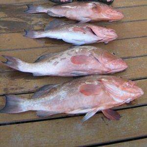 Limited out on our Red Grouper. Bigest was like 36" and about 14 pounds.