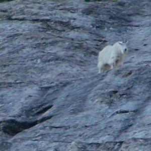 Mountain Goats we spotted leaving Lamoille